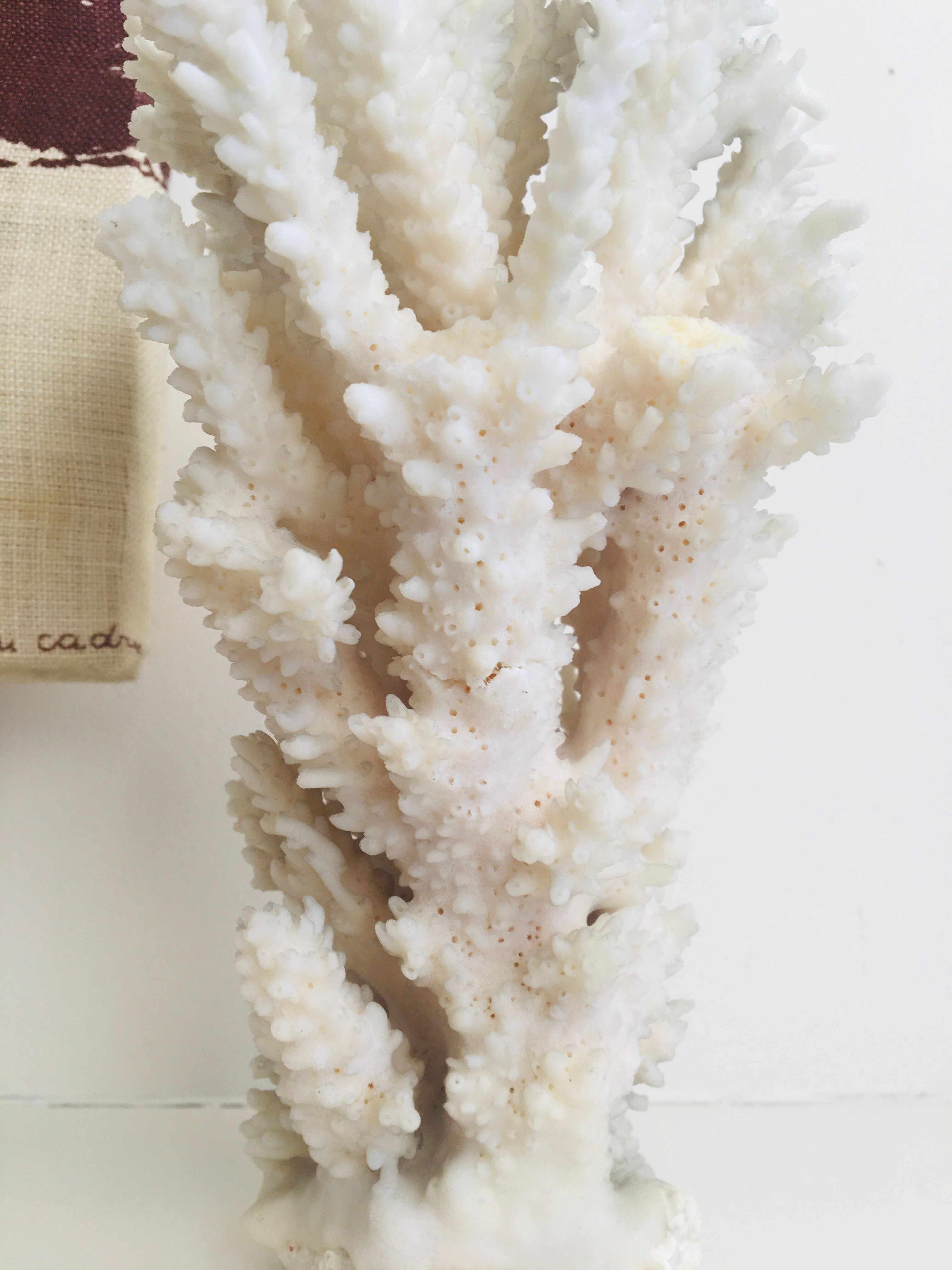 20 cm coral