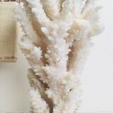 20 cm coral