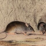 Original zoological plate "Rat - Squirrel - Field mouse - Mouse" Buffon 1840