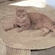 Round carpet in vegetable fibers diameter 120 cm