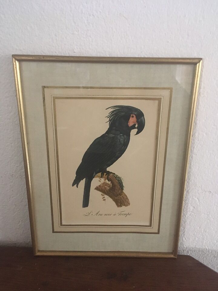 Ornithological board "L Black Macaw in Trump"