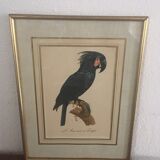 Ornithological board "L Black Macaw in Trump"