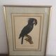 Ornithological board "L Black Macaw in Trump"