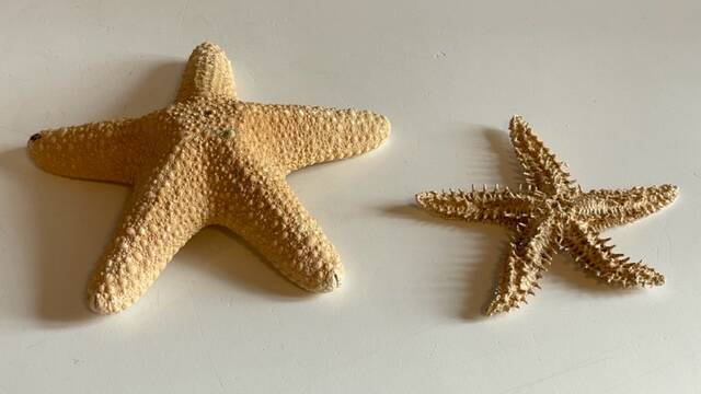 Vintage starfish