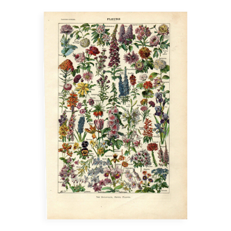 Gravure ancienne 1923 - Fleurs par A. Millot - nature Lithographie boheme