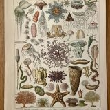 Lithograph on oceanography - 1900