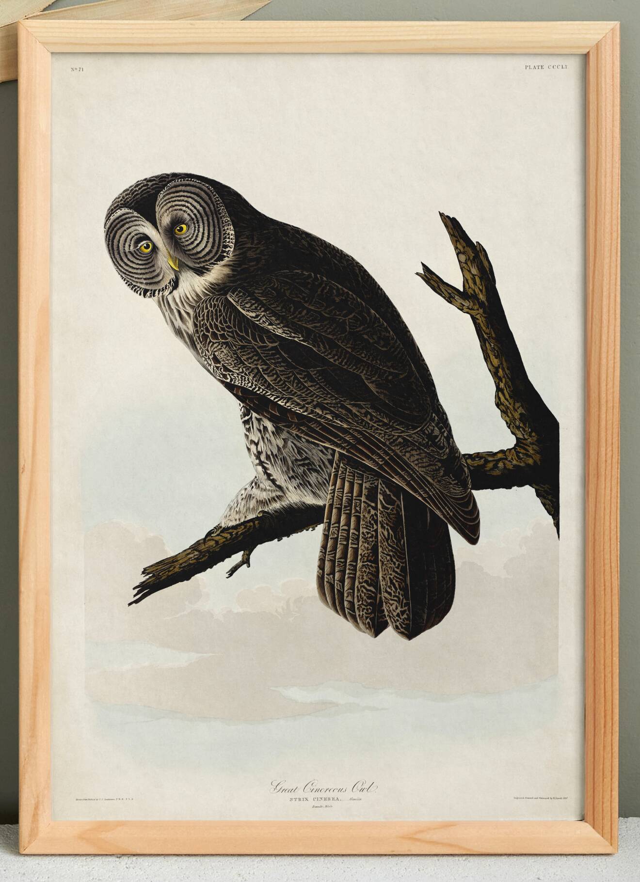 Poster about the Great Gray Owl, based on an old engraving from 1827.