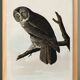 Poster about the Great Gray Owl, based on an old engraving from 1827.
