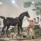 Antique engraving , the hunter to the discovery early XX century