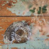 Polished Ammonite