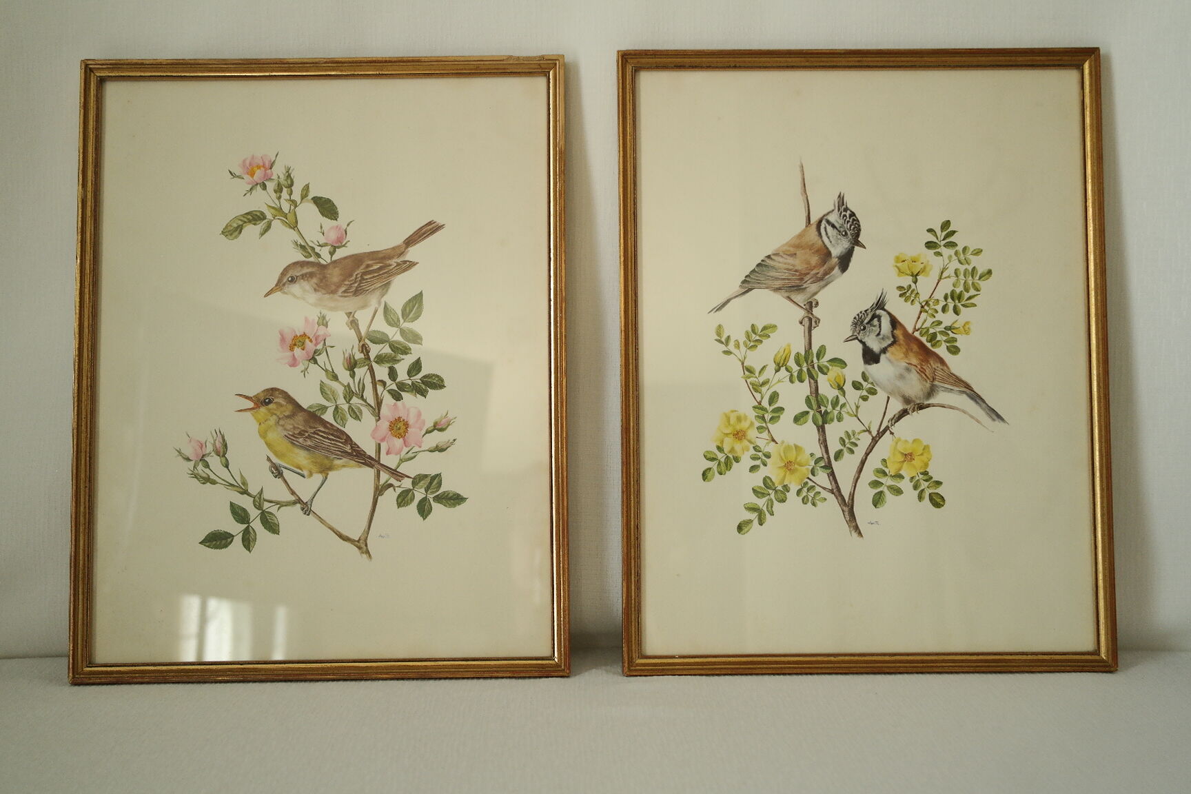 Paire de lithographies oiseaux sous cadre vintage
