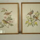 Paire de lithographies oiseaux sous cadre vintage