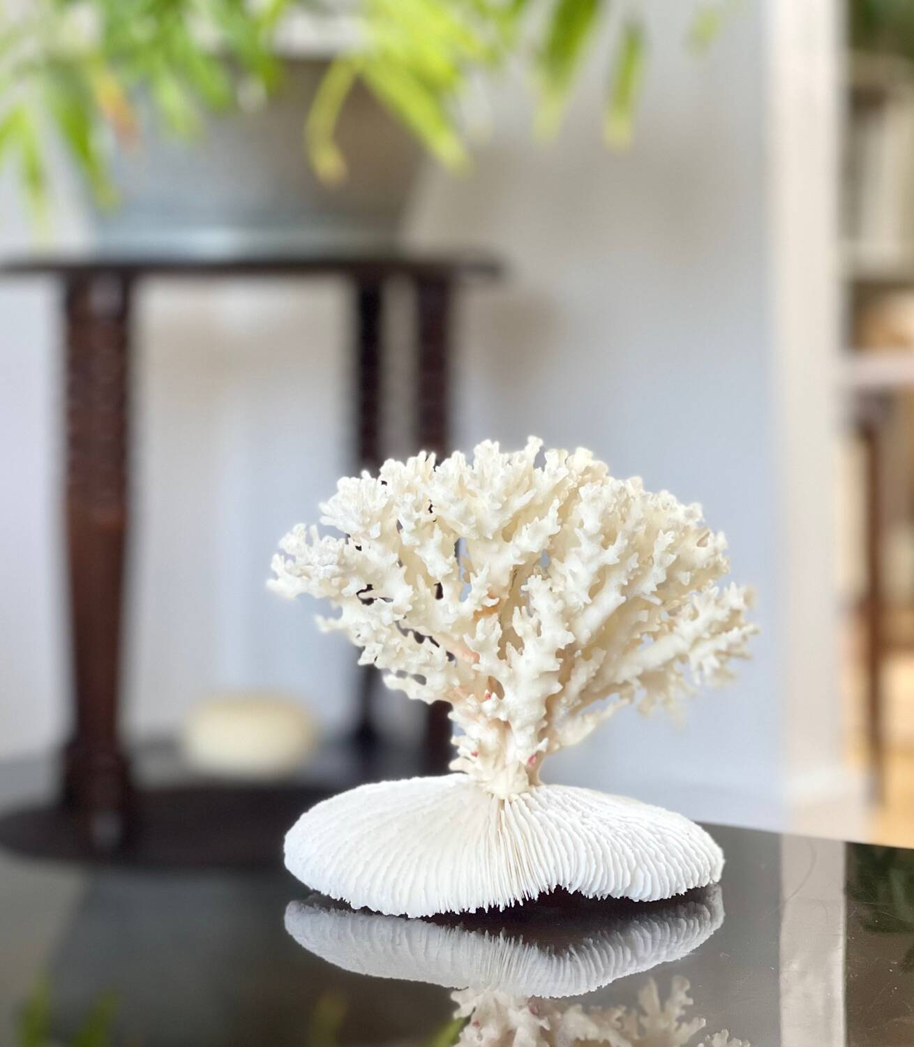 White coral on a natural base