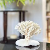 White coral on a natural base