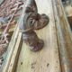 Front door of a house or building in the city centre, with a dolphin door knocker and frame + transom.