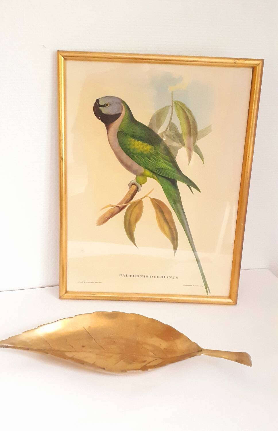 Vintage J.Gould color lithograph