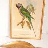 Vintage J.Gould color lithograph