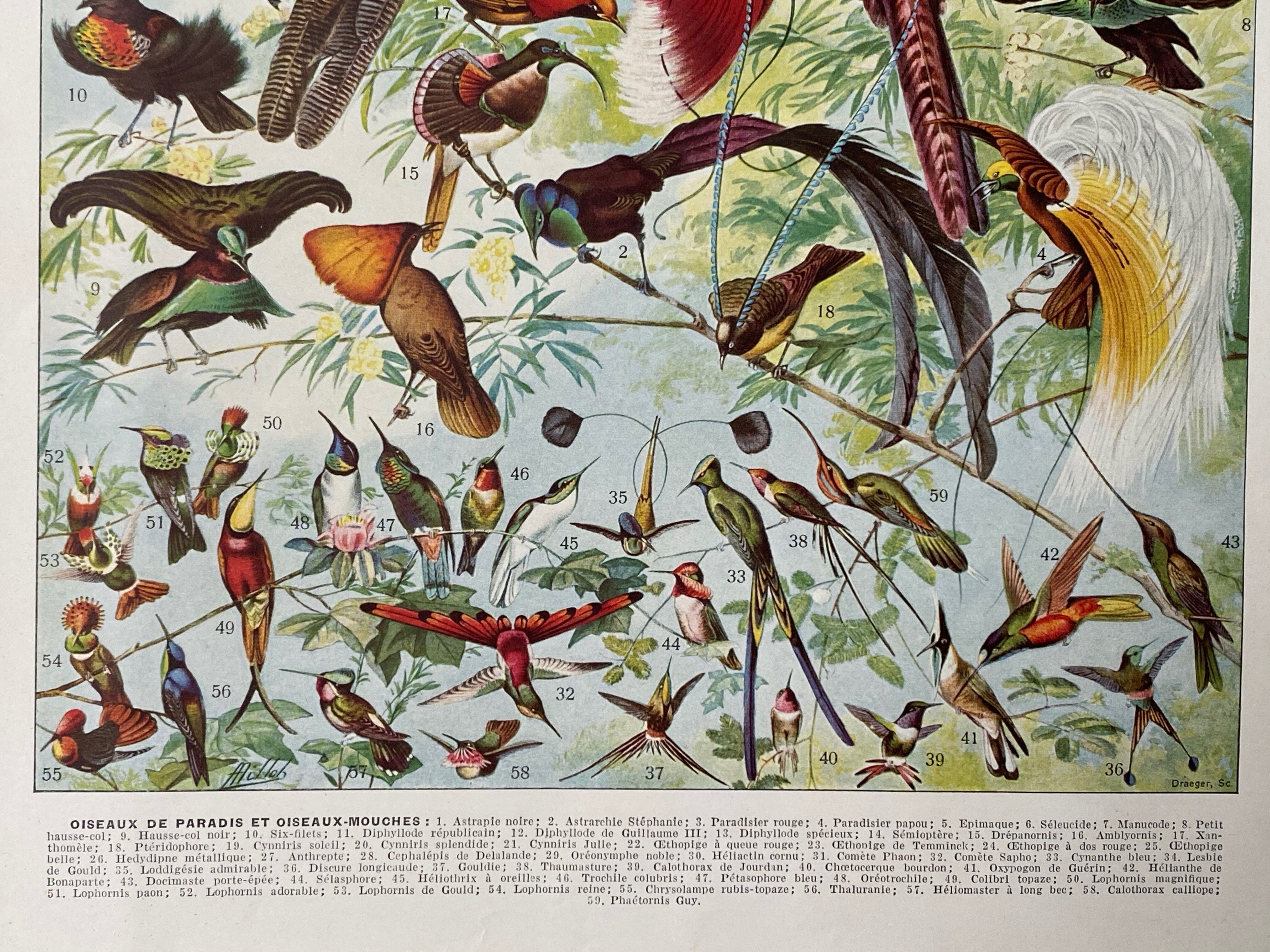 Old illustration Millot "Birds of Paradise"