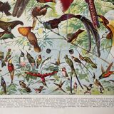 Illustration ancienne Millot "Oiseaux de Paradis"