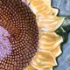 Begging dish and sunflower slip salad bowl