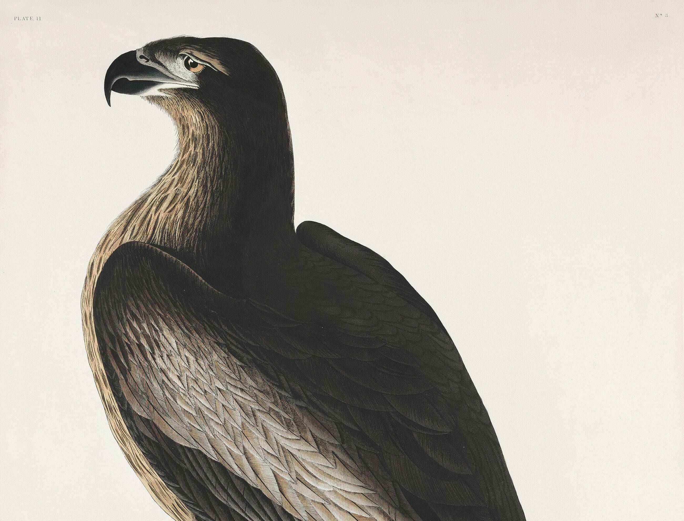 Poster about the Golden Eagle, based on an old engraving from 1827.