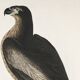 Poster about the Golden Eagle, based on an old engraving from 1827.