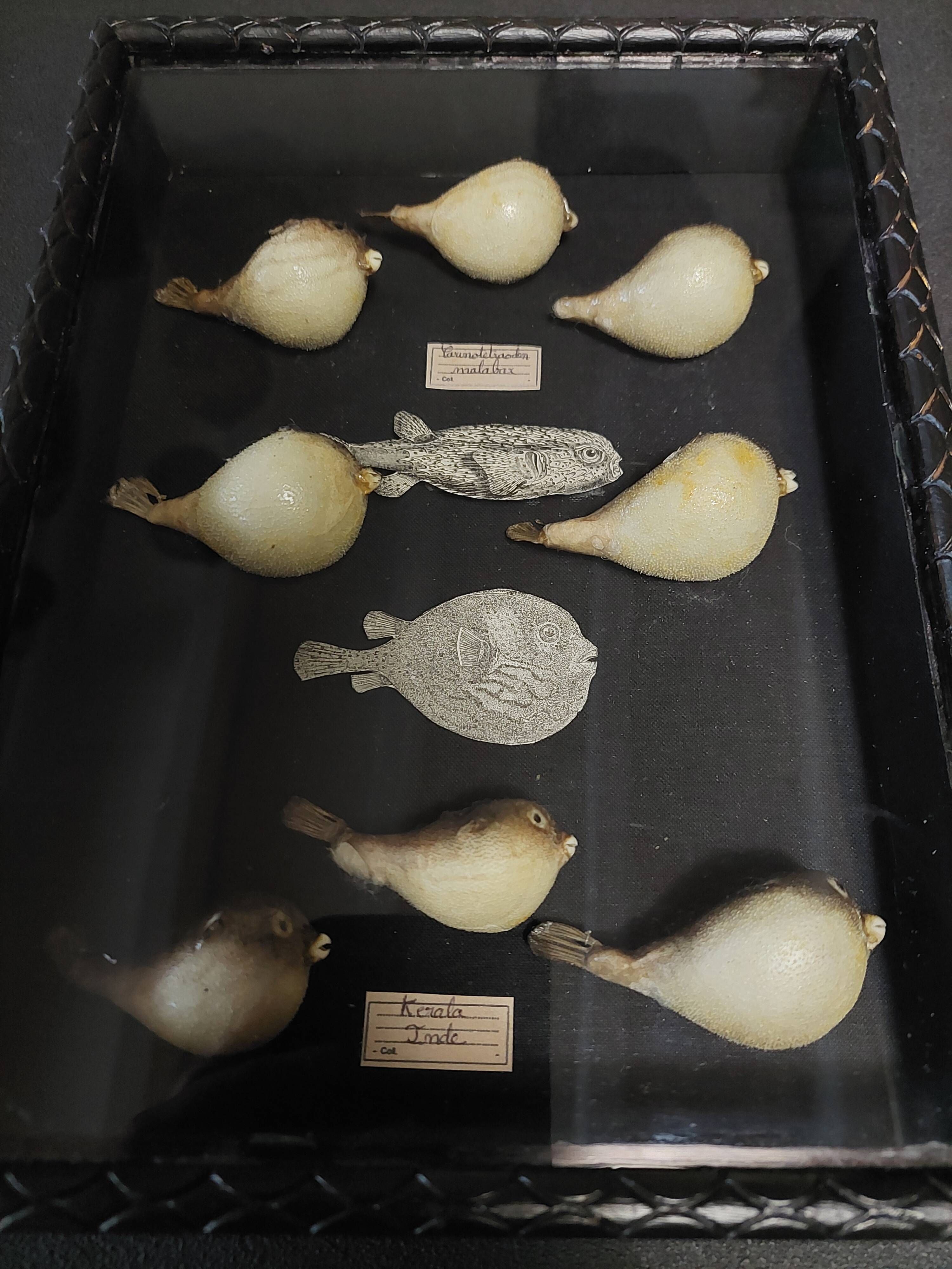 Frame with a collection of taxidermied fish Carinotetraodon travancoricus.
