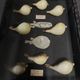 Frame with a collection of taxidermied fish Carinotetraodon travancoricus.