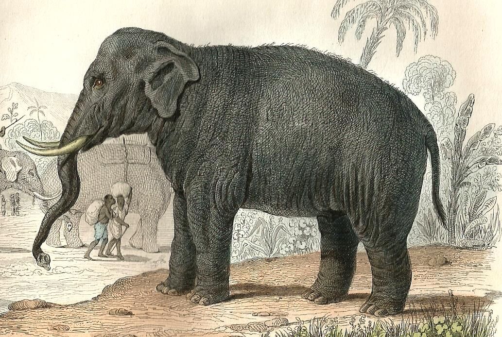 Original zoological plank "Elephant" Buffon 1848