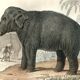 Planche zoologique originale "Eléphant" Buffon 1848
