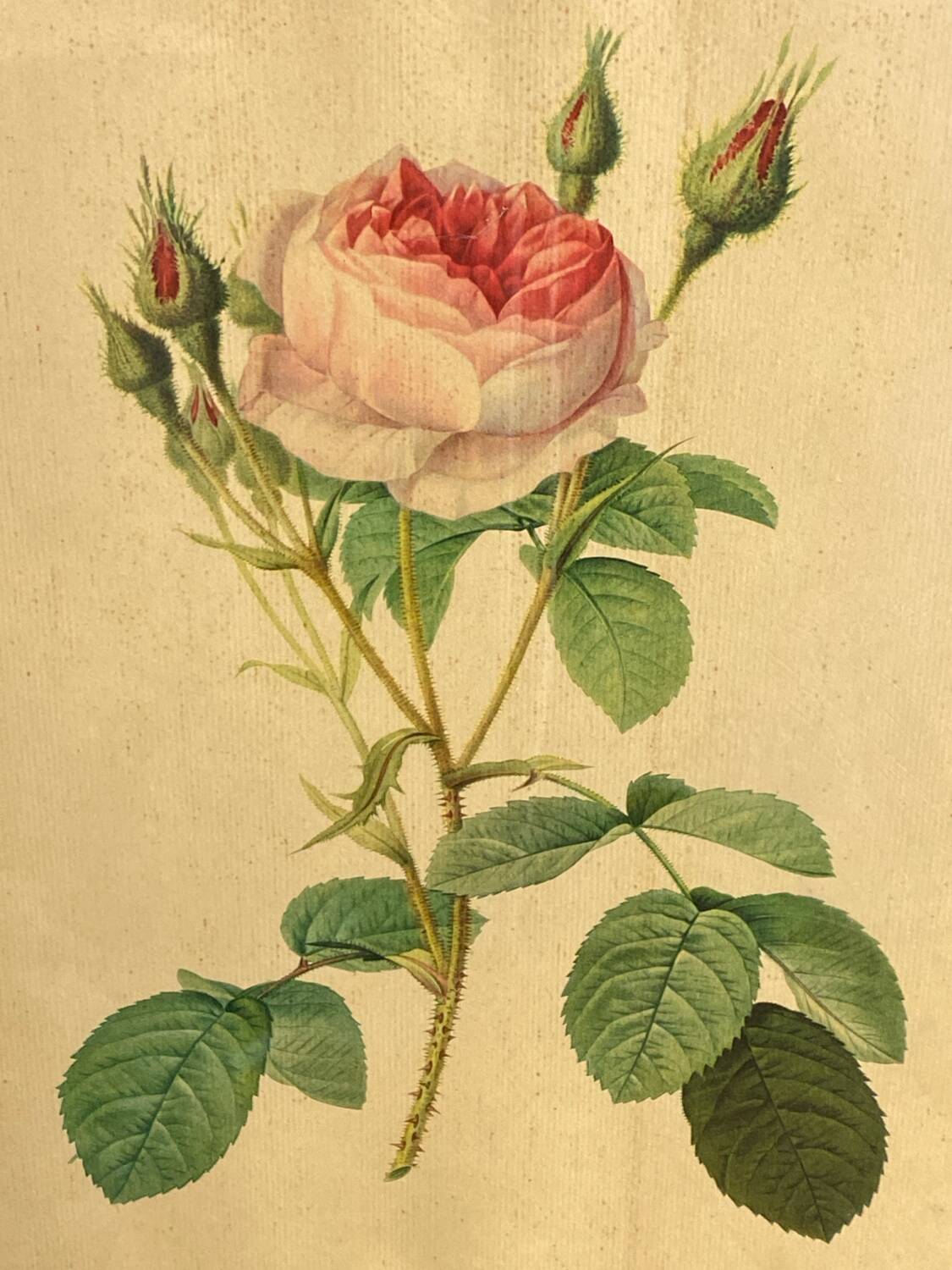 Framed botanical poster, rose bush