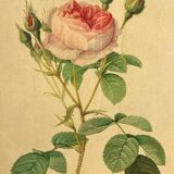 Framed botanical poster, rose bush