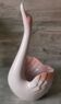 Cygne Rigon Roberto Italy