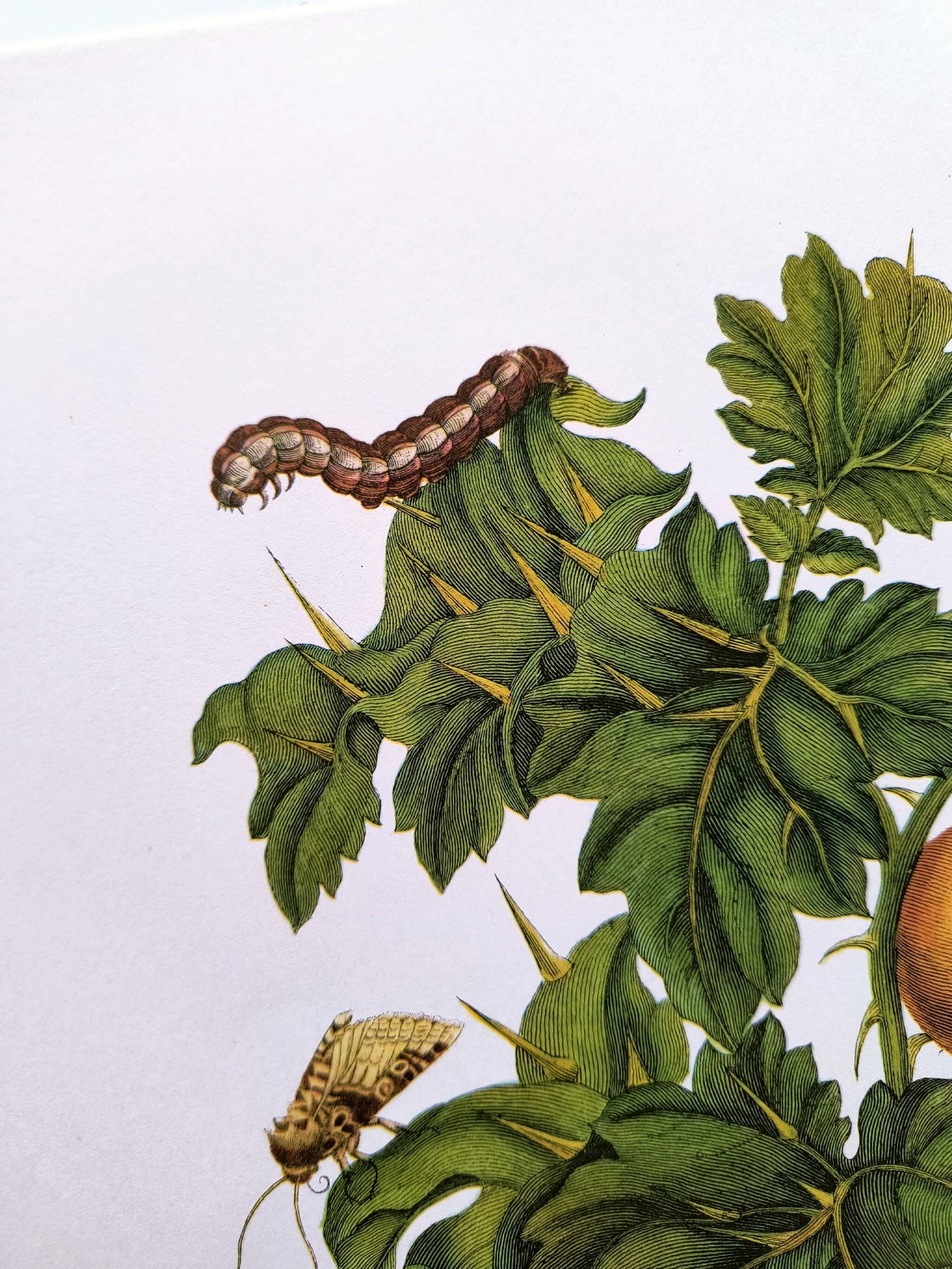 Vintage illustration - Pomegranate and insects - by Merian