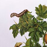 Vintage illustration - Pomegranate and insects - by Merian
