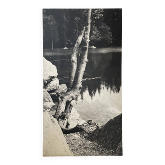 Old XXL black and white tree photograph