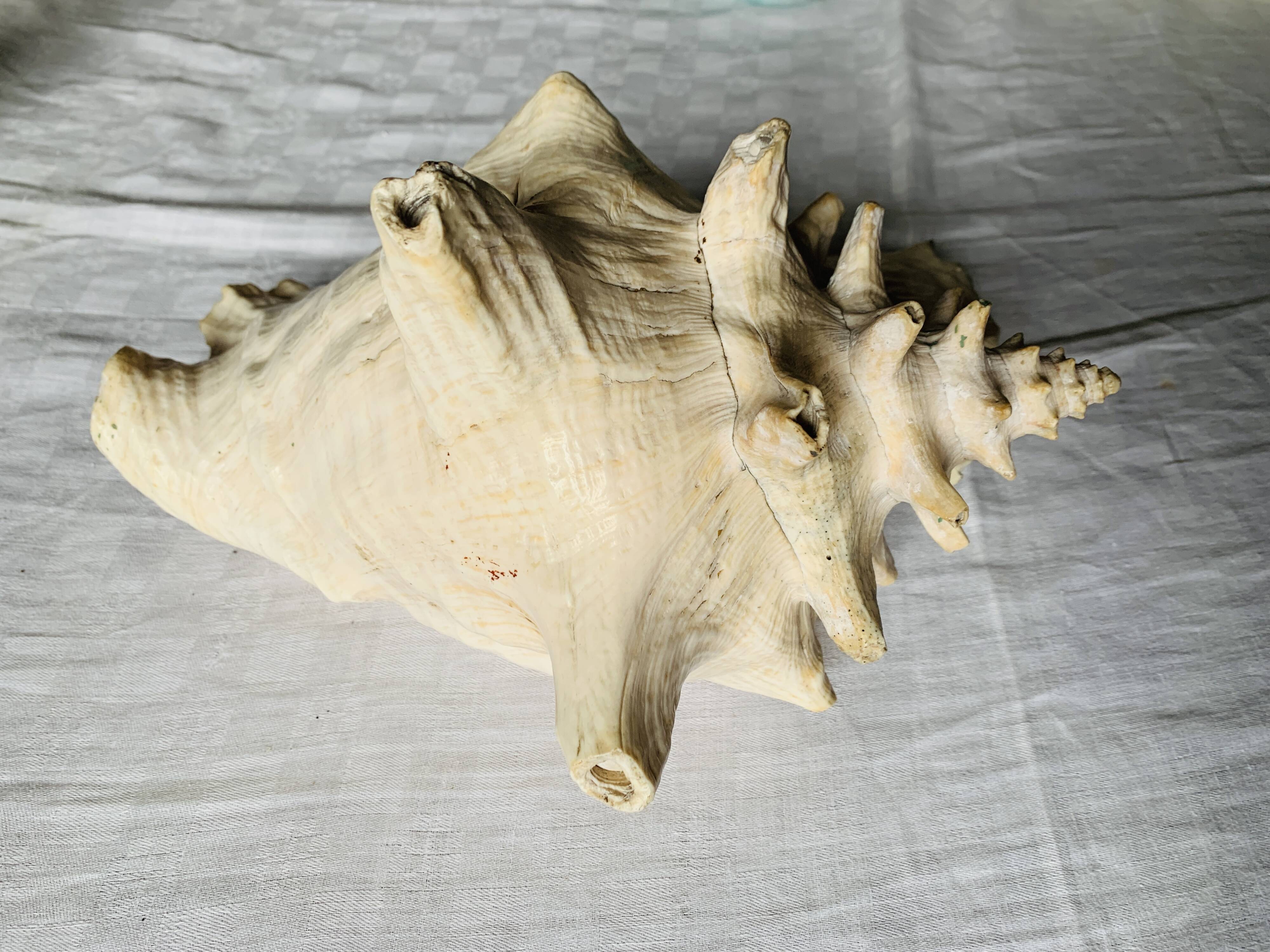 Coquillage de mer