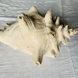 Sea shell