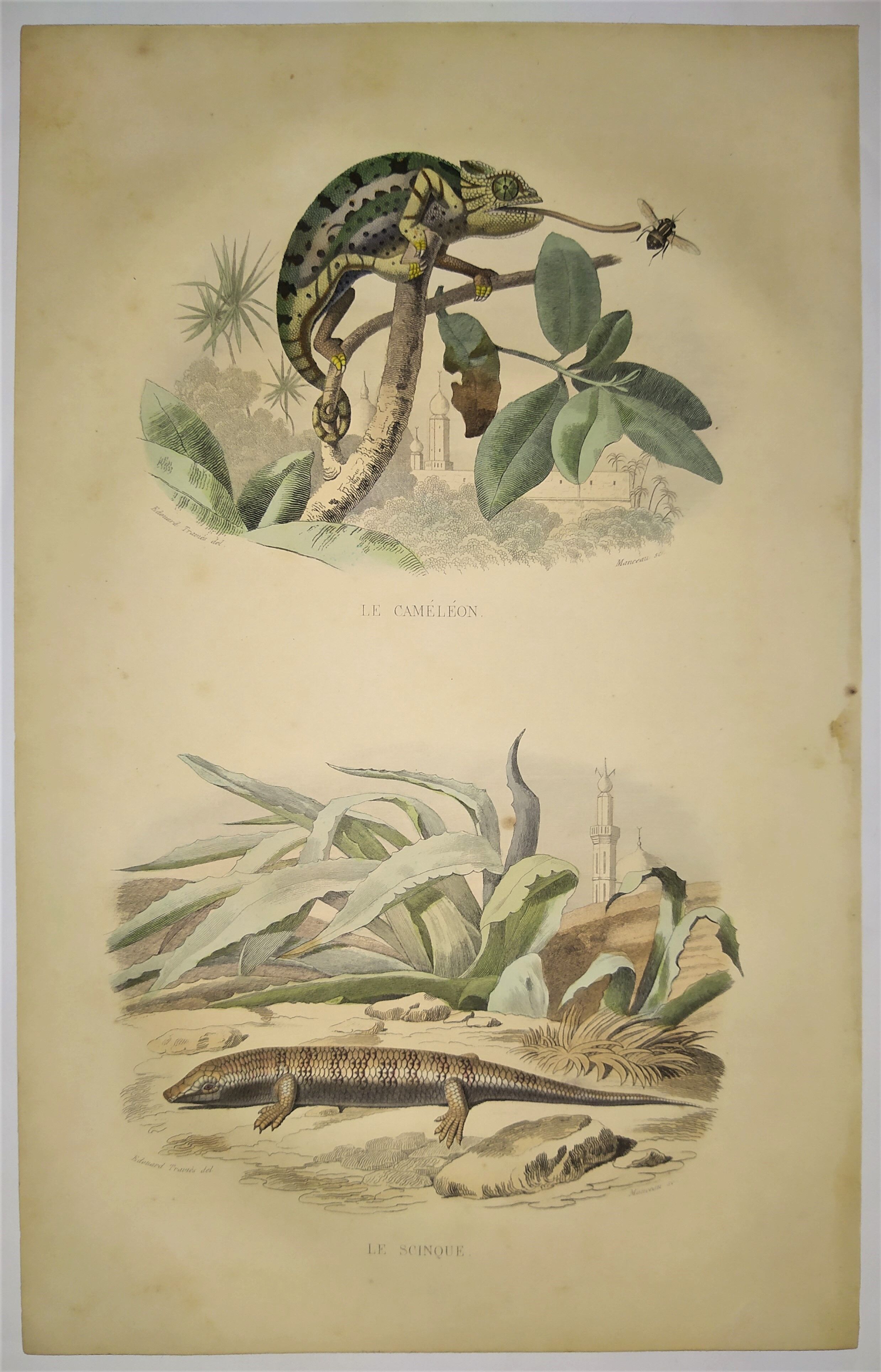 Planche zoologique originale de 1839 " cameleon & scinque "