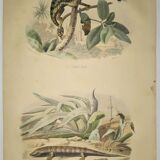 Original zoological plate of 1839 " cameleon & scinque "