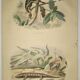 Planche zoologique originale de 1839 " cameleon & scinque "