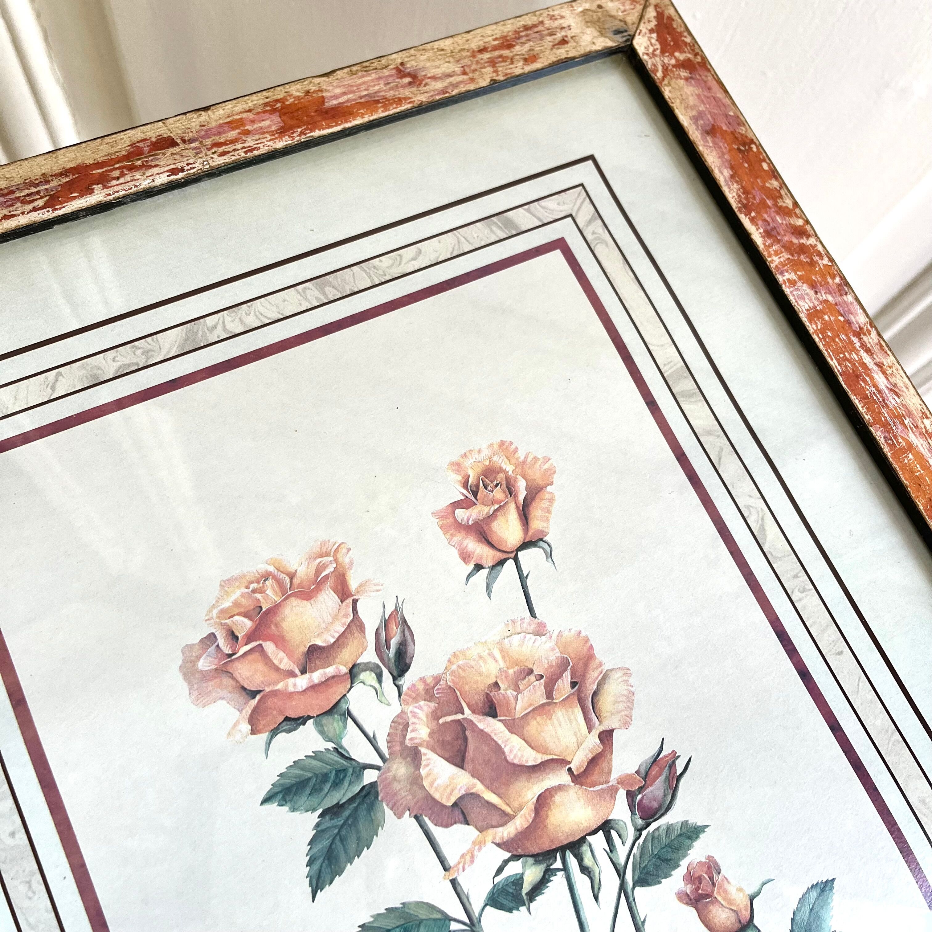 Botanical plate of roses under frame