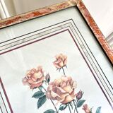 Botanical plate of roses under frame