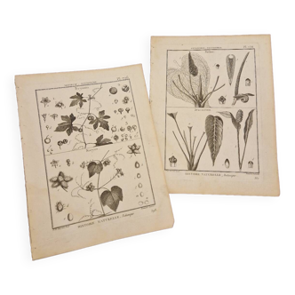 Engraving prints botanical boards vintage flowers
