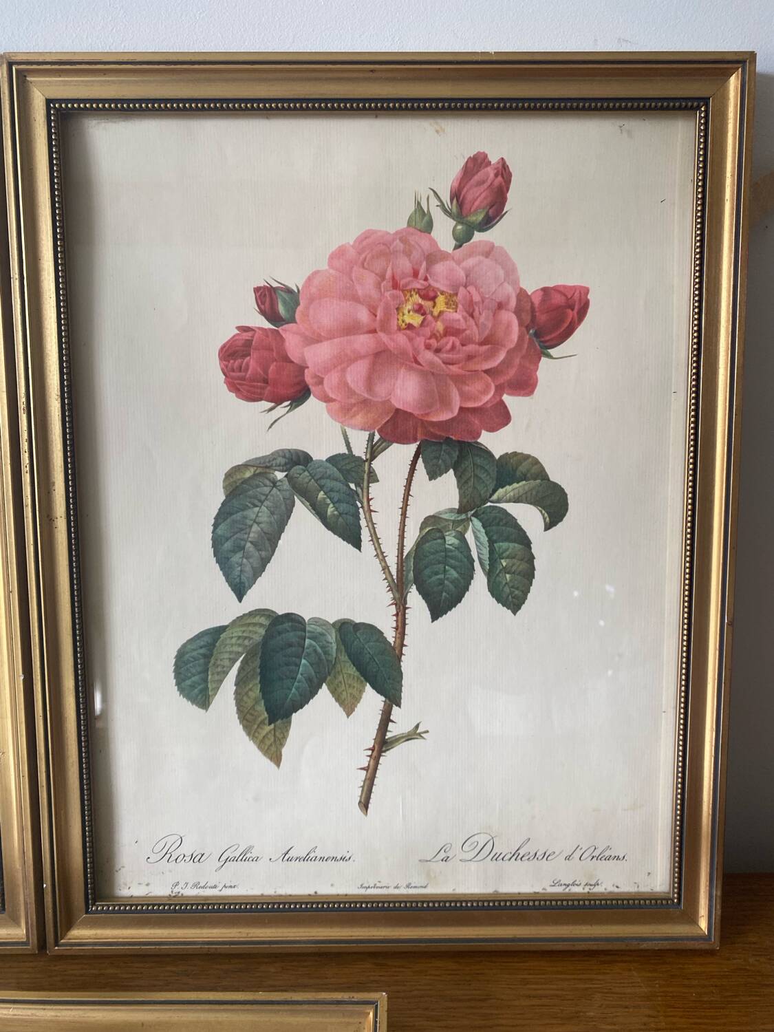 Antique lithographs by pierre joseph redouté, roses + gilded wood frame