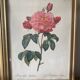 Antique lithographs by pierre joseph redouté, roses + gilded wood frame