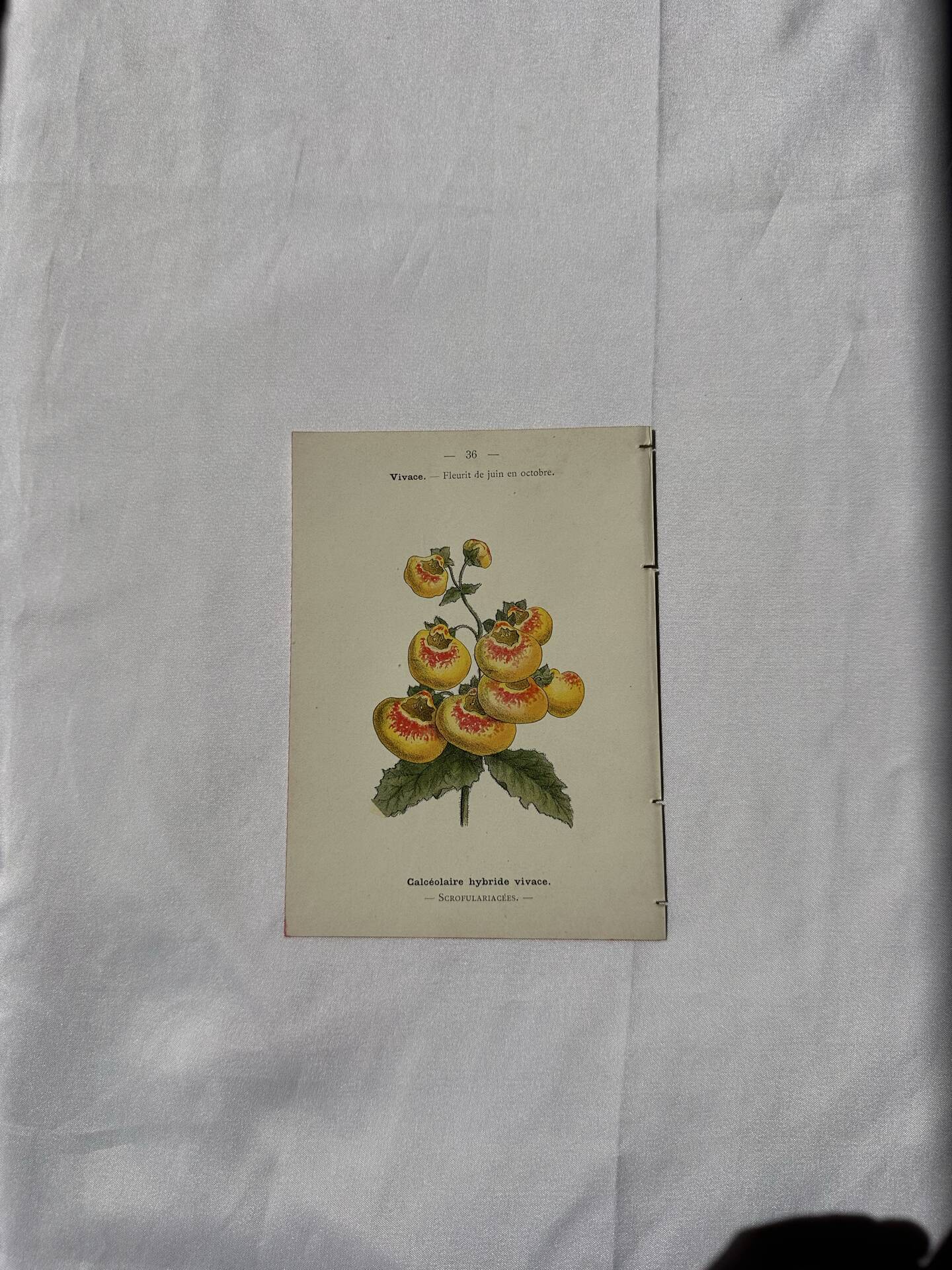 🌿 Botanical Plate Old Naturalist Engraving 19th Century Double-Sided