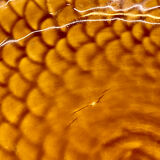 Fish service 8 plates and ceramic soup slurry Sarreguemines vintage 60