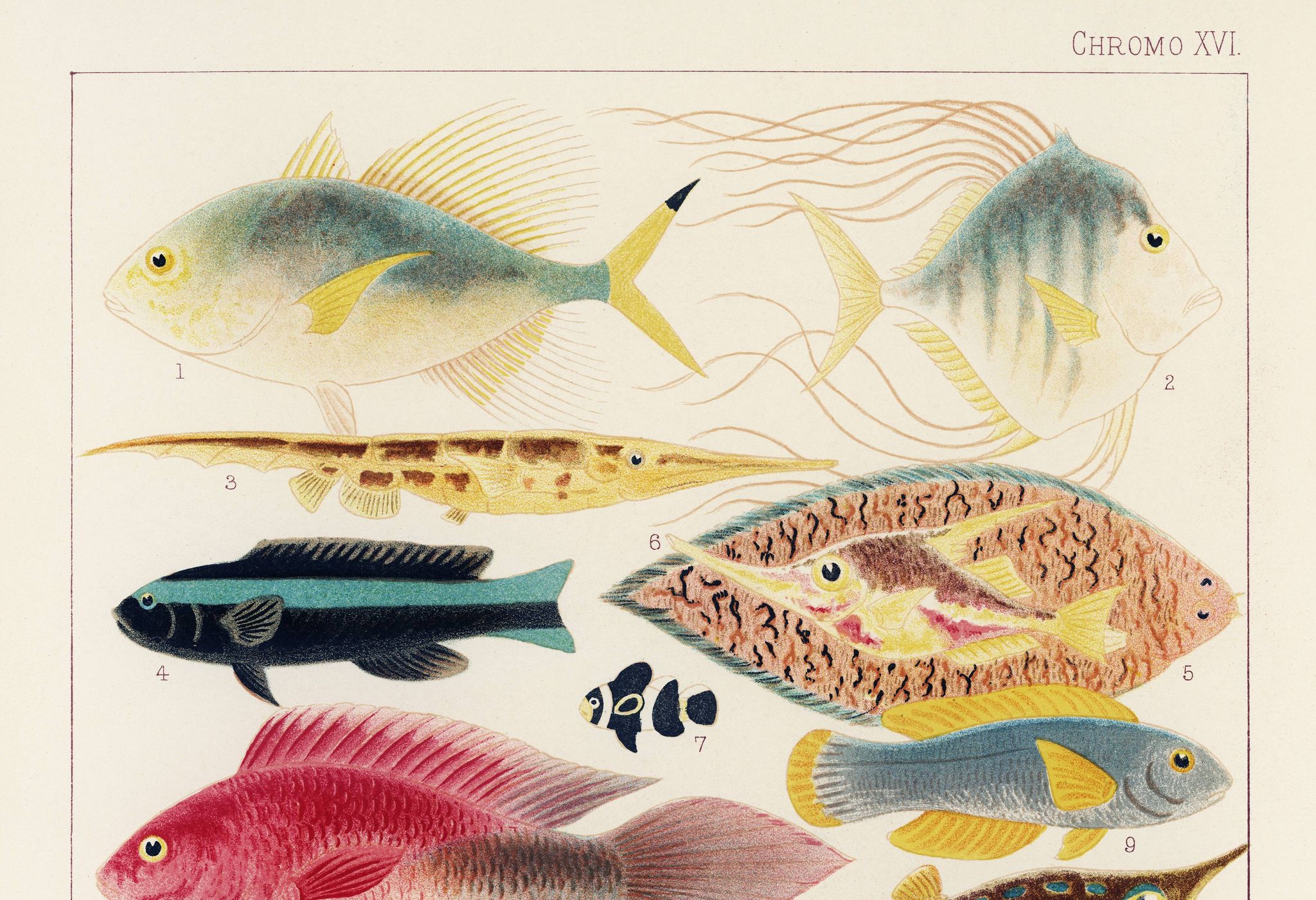 Poster about exotic fish, based on an old lithograph from 18