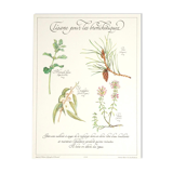 Botanical herbal tea